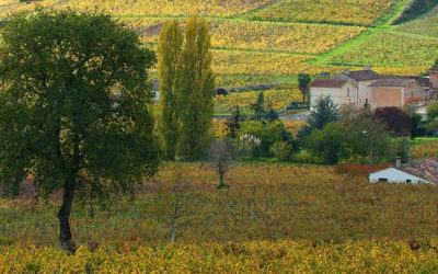Crise du vignoble : participez à l’AMI le 7 mai 2026